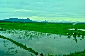 Local villagers work in a rice field. We saw many people who had a strong work ethic. 